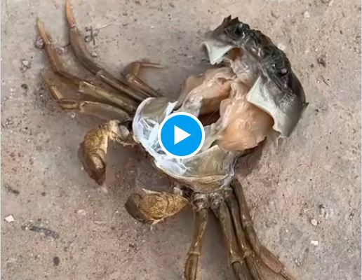 Merveille de la nature : vidéo rares dévoilent la métamorphose secrète d’un crabe