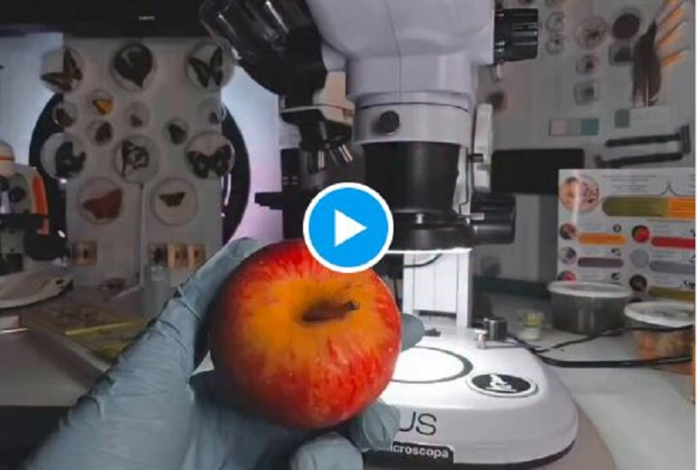 Lavez les pommes avant de les manger : un geste simple qui pourrait vous éviter le pire